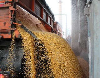 Понад 14 млн тонн української пшениці відправлено на експорт